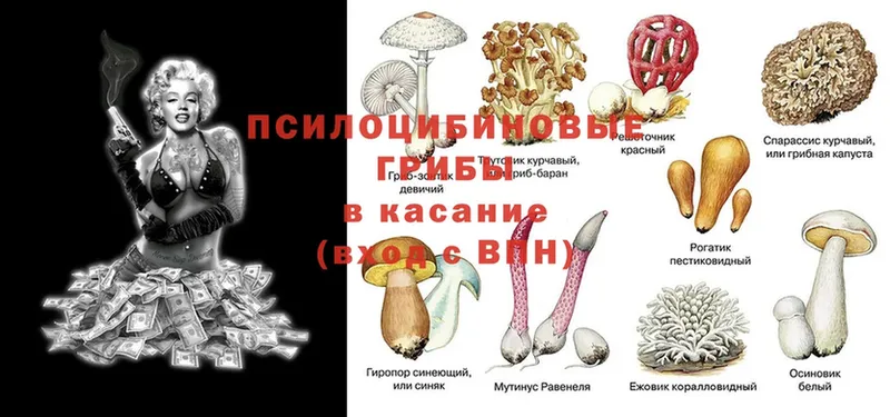 Псилоцибиновые грибы MAGIC MUSHROOMS  blacksprut вход  Власиха 